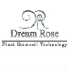 دریم رز (dreamrose)